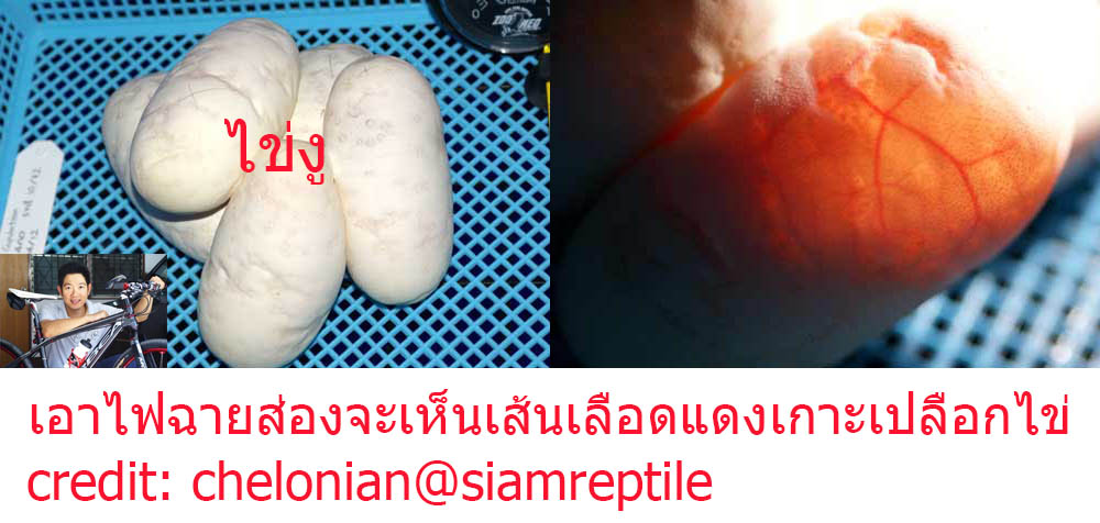Snake Egg and Flashlight UltraFire